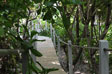 Walkway through the foliage